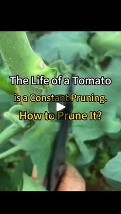 2.6K reactions · 366 shares | Follow @your_growfriend for more amazing plant care tips and tricks!🌿

🍅The Life of a Tomato is a Constant Pruning. How to Prune It?

📽rosesu_seeds

#growfriend #tomatogrowing #gardeningtips #growyourownfood #pruningtomatoes #tomatoplant #organicgardening #backyardgardening #gardeninghacks #homesteading #vegetablegarden | GROWFRIEND 🌿 Gardening Tips