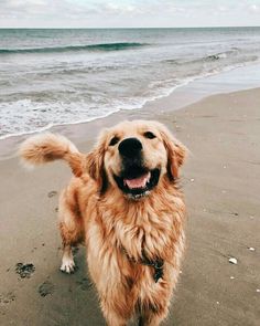 a dog standing on top of a beach next to the ocean