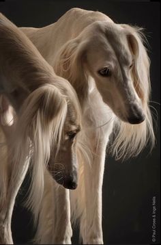 two dogs standing next to each other in front of a black background and one dog has long hair on it's head