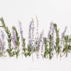 lavender flowers are arranged on a white background