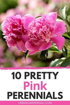 pink flowers with the words 10 pretty pink perennials