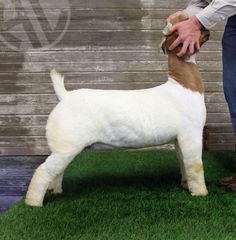 a small white and brown dog standing on top of green grass