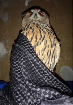 an owl is wrapped up in a blanket