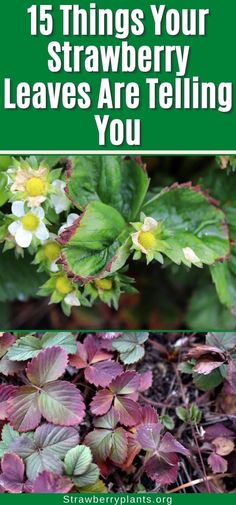 some flowers and plants with the words 15 things your strawberry leaves are telling you on them