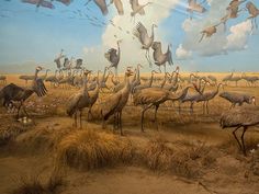 a group of birds standing on top of a dry grass field