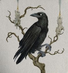 a black bird sitting on top of a tree branch next to two candles in it's beak