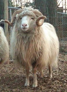 two sheep standing next to each other in a fenced off area with leaves on the ground