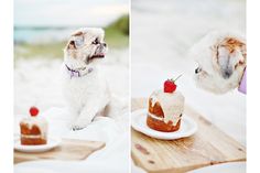 a small white dog sitting on top of a wooden table next to a piece of cake