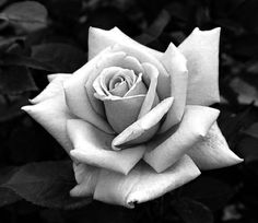 a black and white photo of a rose