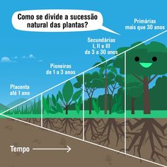 a diagram showing the different stages of plant growth in an area with trees and dirt