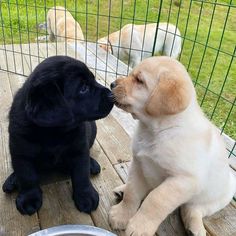 Labrador puppies for sale in California Cute Labrador Puppies, Labrador Puppies For Sale, Really Cute Puppies, Lab Dogs, Labrador Retriever Puppies, Best Dog Training, Lab Puppies, Labrador Puppy, Labrador Retriever Dog