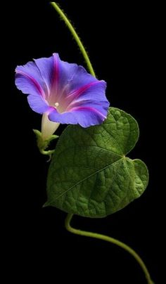 a purple flower with green leaves on a black background