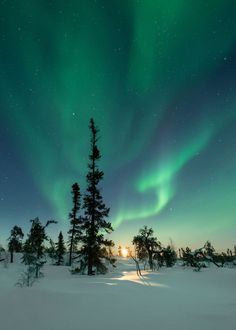 the aurora bore is shining brightly in the sky above snow covered trees and evergreens