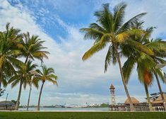 palm trees line the beach with a clock tower in the background