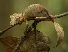 a small lizard crawling on top of a leaf