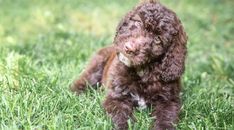 a small brown dog sitting on top of a lush green field