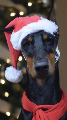 a black and brown dog wearing a santa hat on top of it's head