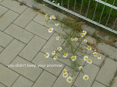 daisies growing on the sidewalk next to a fence with words you didn't keep your promise