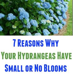 blue flowers with text that reads 7 reasons why your hydrangeas have small or no blooms