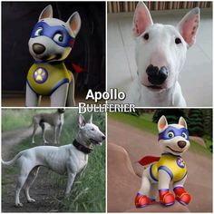 three pictures of dogs with different costumes on them, one is white and the other is blue