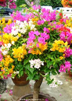 a potted plant filled with lots of colorful flowers