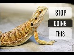 an image of a lizard with the words stop doing this