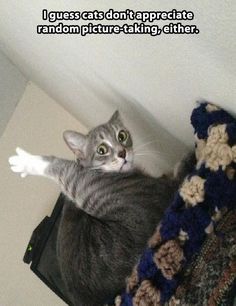 a cat is sitting on top of a bag and looking up at the camera with its paw