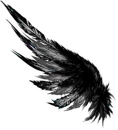 an artistic black and white photo of a bird's wing on a white background