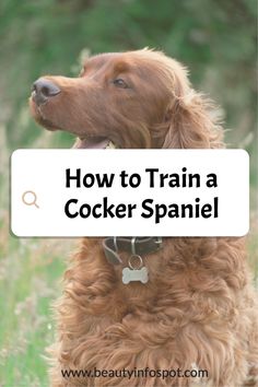 a cocker spaniel with the words how to train a cocker spaniel