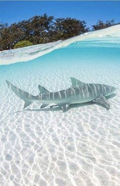 a shark swims in shallow water near the shore