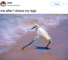 a white bird standing on top of a beach next to the ocean