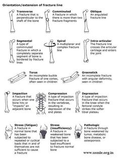 the different types of bones and their functions