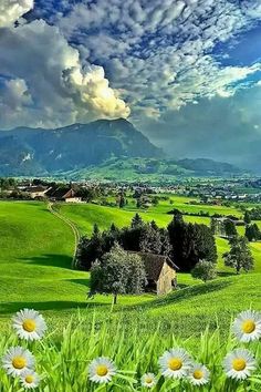 a green field with white daisies and mountains in the background