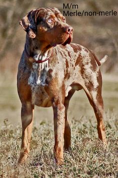 a brown and white dog standing on top of a grass covered field