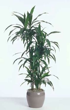 a potted plant sitting on top of a table