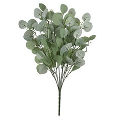 a bunch of green leaves on top of a white background with the stems still attached