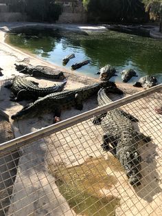 several alligators are laying on the ground in an enclosure