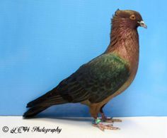 a colorful bird standing on top of a white table next to a blue wall with writing underneath it