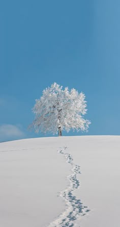 a lone tree stands in the middle of a snowy field with footprints leading up to it