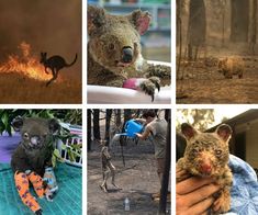 there are four pictures with animals and people in the same photo, one has a baby koala