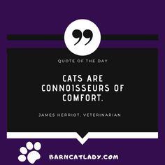 the quote on cats are connoissors of comfort by james herriott, veterinaian