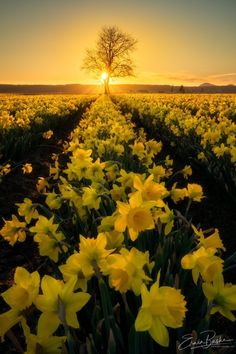 the sun is setting over a field full of yellow daffodils in bloom