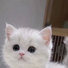 a white kitten with black eyes looking at the camera