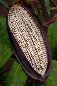 an open ear of corn sitting on top of a green leafy plant with leaves around it