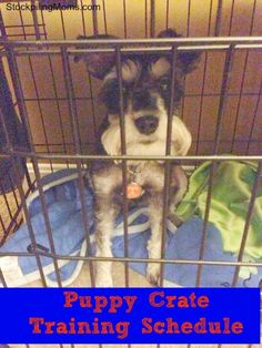 a puppy sitting in a cage with the words puppy crate training schedule written on it