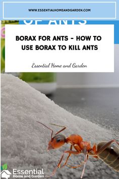 Borax For Ants - How To Use Borax To Kill Ants Borax Ant Poison Recipe, Borax To Kill Ants, Borax Ant Killer, Plants That Repel Ants, Borax For Ants, Kill Carpenter Ants, Ants In Garden, Ant Removal, Ant Trail