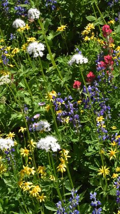 wildflowers and other flowers in a field