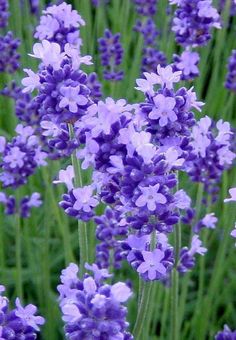 purple flowers are blooming in the field