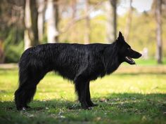 a large black dog standing on top of a lush green park covered in leaves and grass