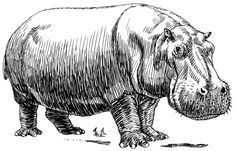 a hippopotamus standing on the ground with its head turned to the side